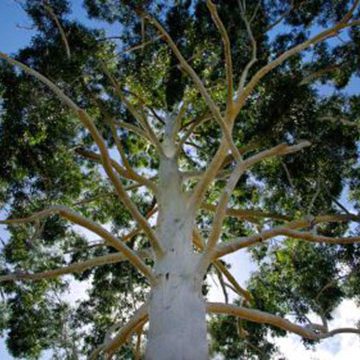 Klimaneutral Projekt Eukalyptus Direct